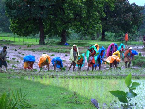 Agriculture | Madia Gond Online Gotul