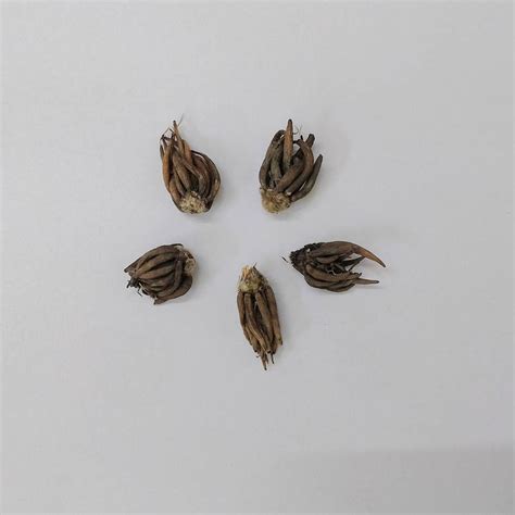 Buy Ranunculus White Flower Bulbs Online - Organicbazar
