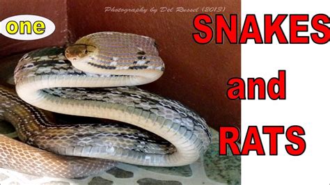 Image result for Dog vs Python