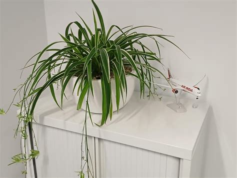 7 Best Desk Plants to Boost Productivity and Wellbeing at Work
