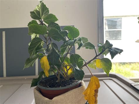 Help Needed, Yellowing Leaves : Hibiscus