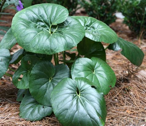 How To Grow Leopard Plant From Seed at Patricia Sheffield blog