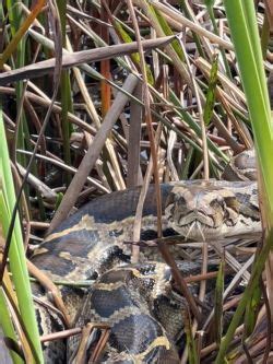 Image result for Python Removal Rabbits