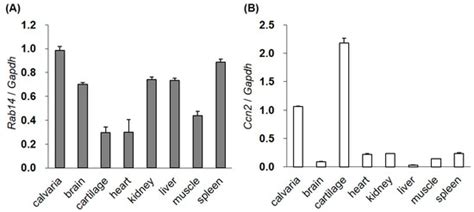 IJMS | Special Issue : Molecular Processes in Chondrocyte Biology