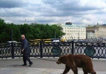 俄罗斯禁家养熊和狮子 网友：还有人养过这个？|熊|狮子_新浪新闻