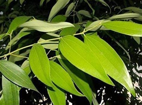 Kapebonavista Two cinnamomum Tamala 4 Month Plant, it is a plant not a ...