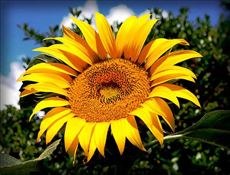 Image result for Sunflower Optimization Algorithm