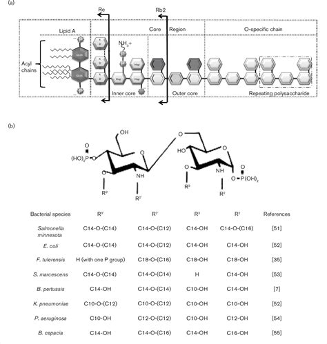 Limulus Amebocyte Lysate