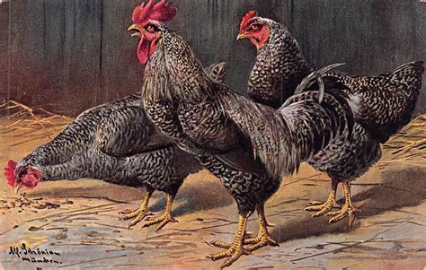 Image result for Miottled Java Chicken