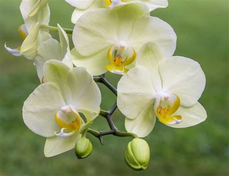 Comment arroser une orchidée