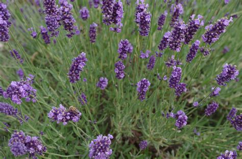 Free Images : flower, purple, herb, flowers, flowering plant, land ...