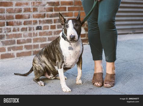 Bull Terrier Female