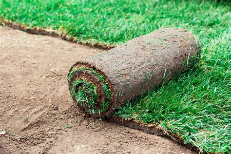 When Is Best Time To Lay Sod