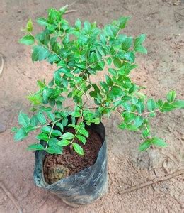 Trothic Jaboticaba Plant Price in India - Buy Trothic Jaboticaba Plant ...