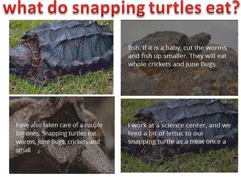 Image result for Eating Snapping Turtles