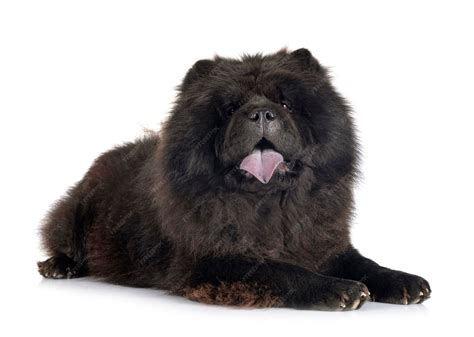 Premium Photo | Black chow chow