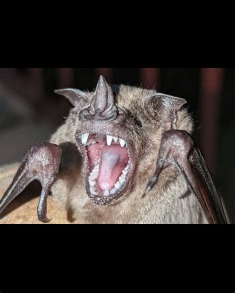 Aliyah Marie | Let’s fall in love and be vampires together 🦇 ️ | Instagram