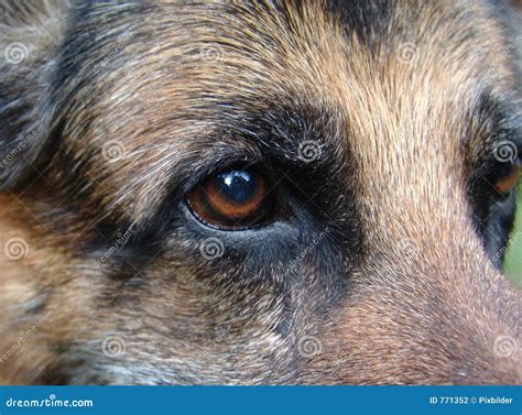 German shepherds eye stock photo. Image of pedigree, blind - 771352