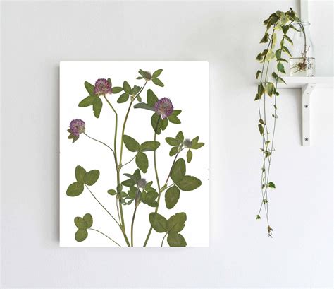 Pressed Red Clover Botanical Print Vermont State Flower | Etsy