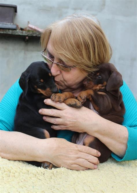 Dobermann Schäferhund Mix in Berlin | Tiere | Kleinanzeigen