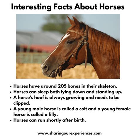 Facts About Horses For Kindergarten at Cameron Coppin blog
