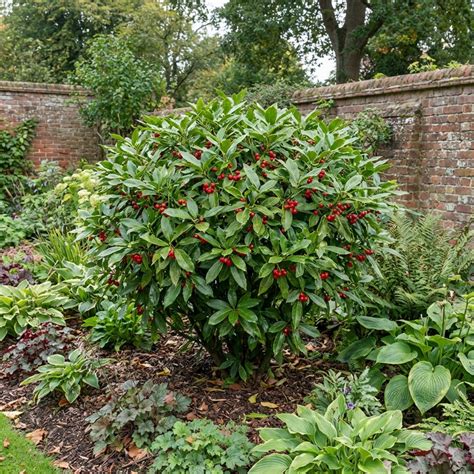 Aucuba Japonica Rozannie Plant, Hardy Evergreen Shrub, Outdoor Garden ...