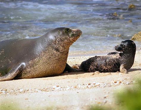 Baby Caribbean Monk Seal
