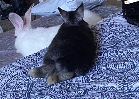 Image result for Ruby Midnight