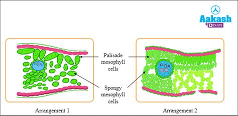 Photosynthesis: Definition, Location and Types | AESL