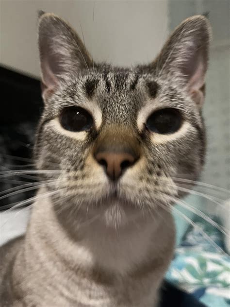 Hat Hub Script Pastebin 的图像结果