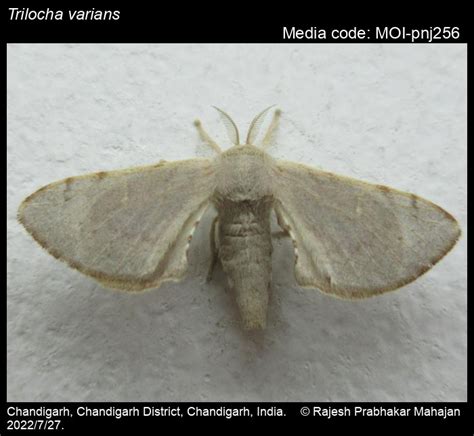 Trilocha varians (Walker, 1855) - | Moths