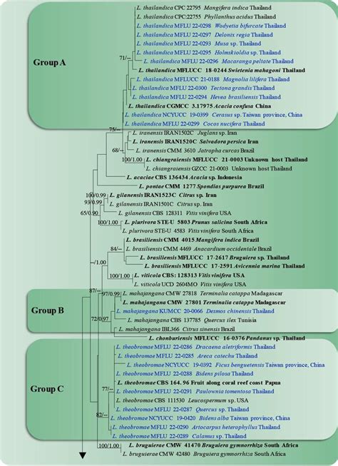 Image result for Create a Phylogenetic Tree Based On a Data Matrix