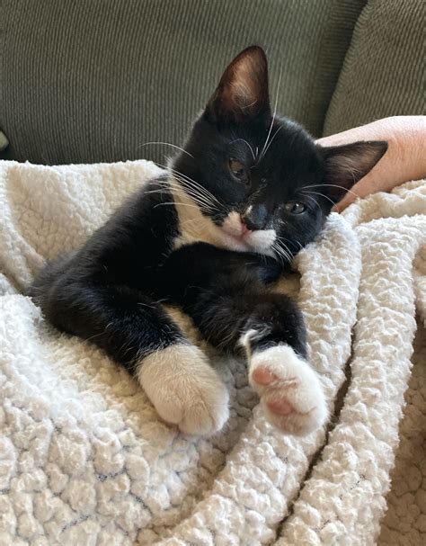 Image result for Purring Discord Server