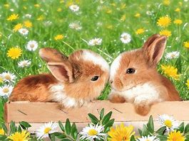 Image result for Bunnies Flowers