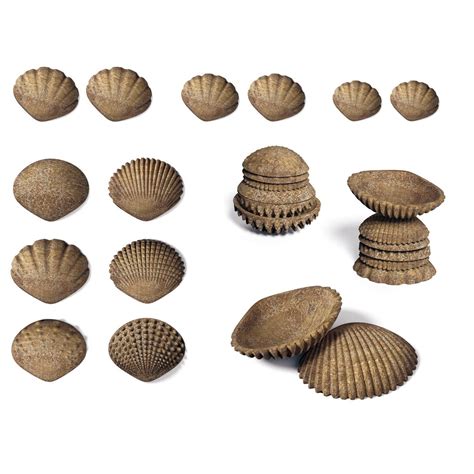 Tactile Shells - Eco-Friendly - 36 Pieces, 6 Textures, 3 Sizes - Ages ...
