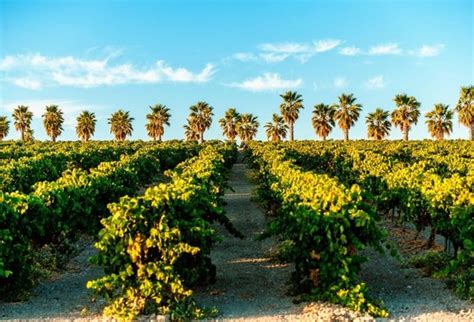 Viticultura | Elaboración de los vinos de Jerez - Sherry Wines