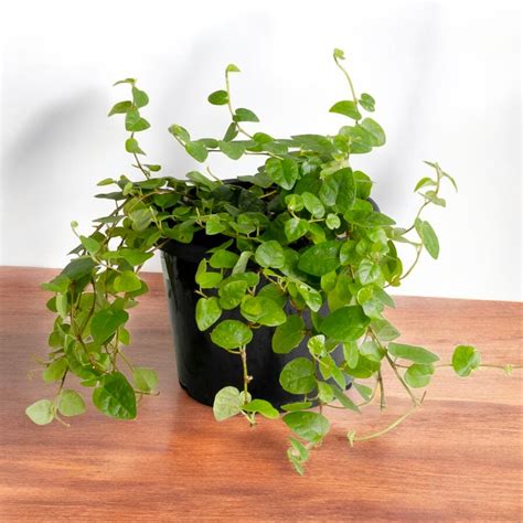 Buy Wall Creeper Plant - Wagh Nakhi online at best price