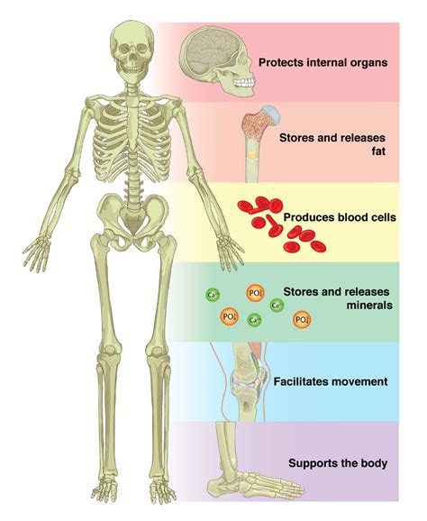 immune system 5 functions