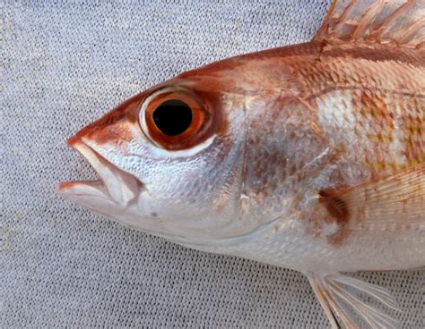 Image result for Pacific Snapper