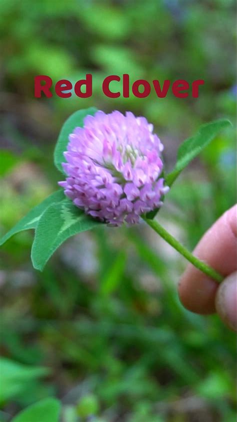 Benefits of red clover a fertility herb – Artofit