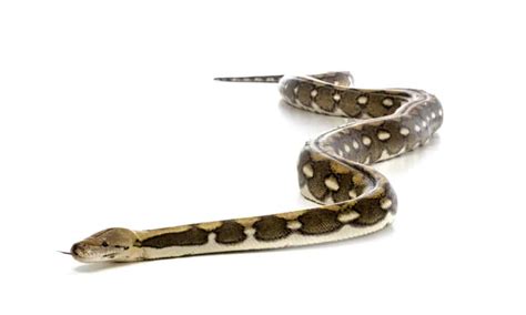 Image result for Sun Tiger Cow Reticulated Python