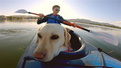 Watch It's a Dog's Life with Bill Farmer Web Series Online, All Seasons ...