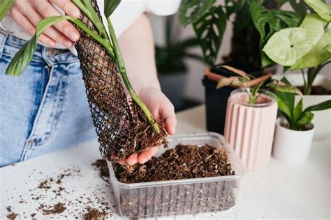 Build Your Own Moss Pole Workshop, The Botany Shop, South Bend, 16 ...