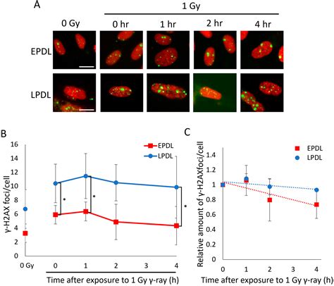 Senescence-Associated Heterochromatin Foci Suppress γ-H2AX Focus ...