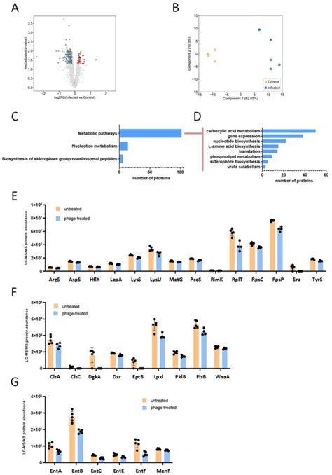 Bacteriophage Treatment Induces Phenotype Switching and Alters ...
