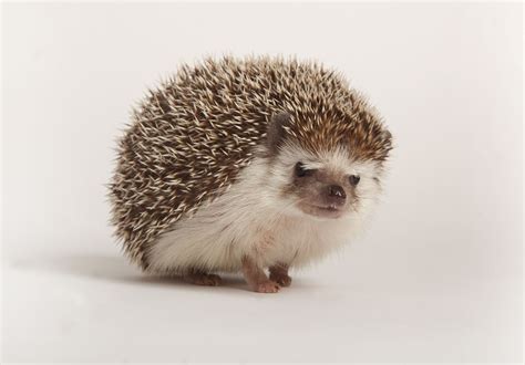 How to Take Care of a Hedgehog - PetsNotebook
