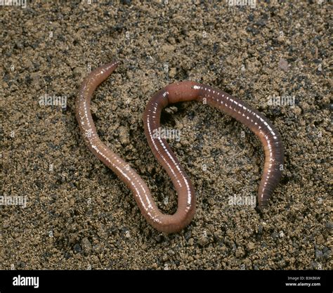What Are Nightcrawler Worms at Randall Maupin blog