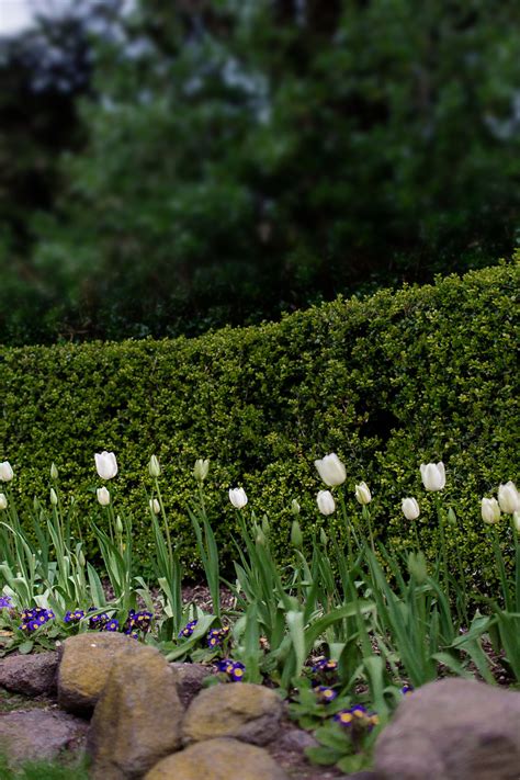 Queen Wilhelmina Tulip Garden - Hej Doll | Simple modern living by ...