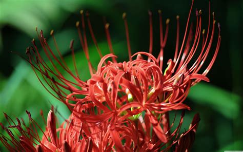Spider Lily Wallpapers - Top Free Spider Lily Backgrounds - WallpaperAccess