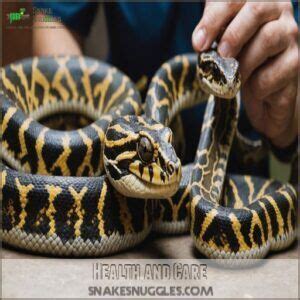 Image result for Boa Constrictor vs Python